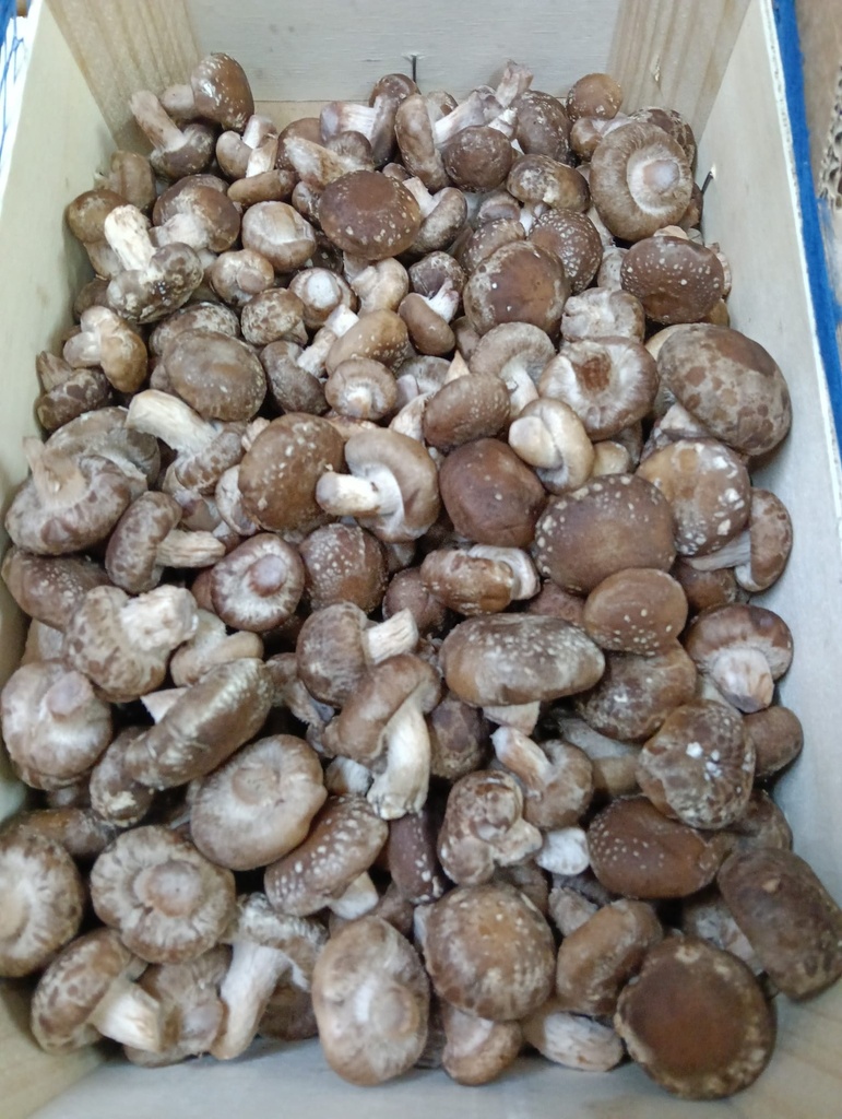 Xiitake (caixa) | Bolet Ben Fet | 1 kg