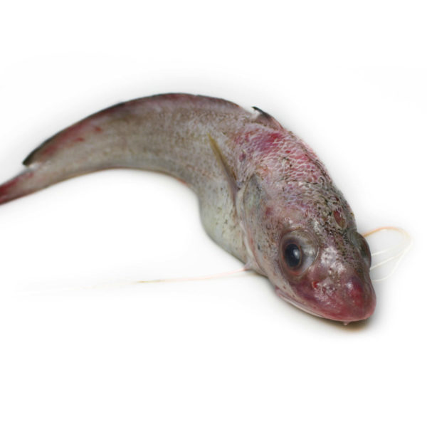 Bròtola | Peixos Daca | 500 g