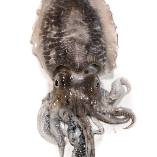 Sípia neta | Peixos Daca | 500 g