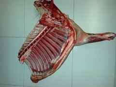 Un quart xai semitallat (W) | Can Terrades | Unitat