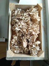 Maitake (caixa) | Bolet Ben Fet | 750 g