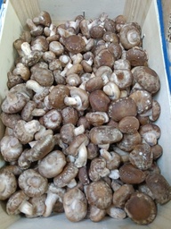 Xiitake (caixa) | Bolet Ben Fet | 1 kg