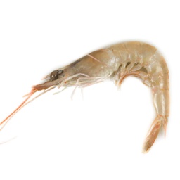 Gamba blanca petita | Peixos Daca | 500 g