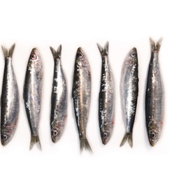 Sardina | Peixos Daca | 500 g