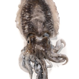 Sípia neta | Peixos Daca | 500 g